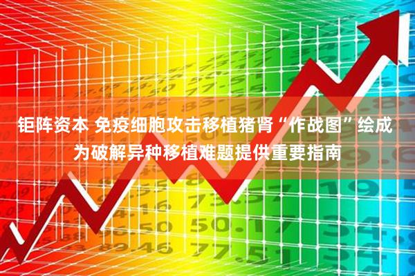 钜阵资本 免疫细胞攻击移植猪肾“作战图”绘成 为破解异种移植难题提供重要指南